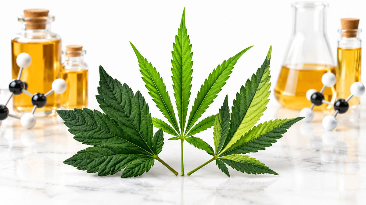 Indica Sativa Hybrid: Mythen und Fakten